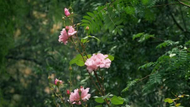 Flores Rosas Afuera Bajo Lluvia — Vídeos de Stock