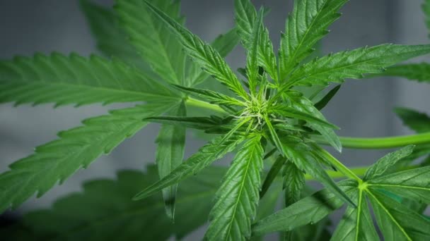 Plante Cannabis Jeune Tête Florifère Gros Plan — Video