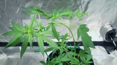 Esrar Üretimi Çadırda Hafif Esintiye Alındı