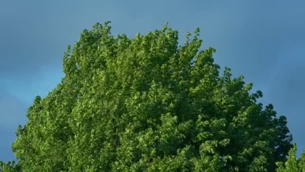 夜色中的灌木树 — 图库视频影像