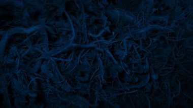 Yoğun Ağaç Geceleri Kökleniyor