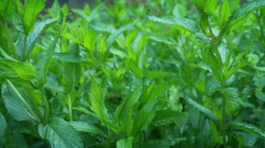 Santrallerin İçinden Geçmek Makro Çekim