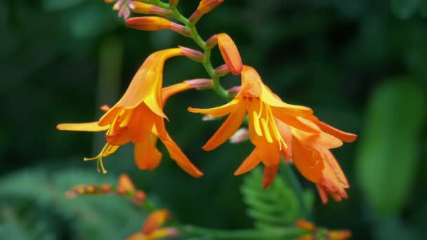 Fiore Esotico Arancione Macro Shot — Video Stock