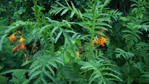 Passando Plantas Flores Closeup — Vídeo de Stock