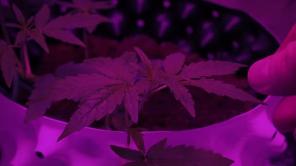 Pessoa Verifica Uma Planta Cannabis Sob Luz Led — Vídeo de Stock