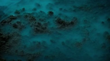 Garip Mavi Sis Yerde Hareket Ediyor