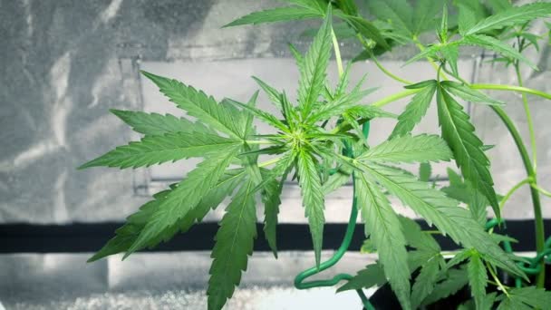 Cannabis Plant Breeze Growing Indoors — Stok Video