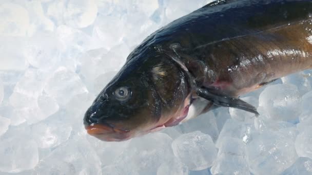 Peces Hielo Mostrador Pescado — Vídeo de stock