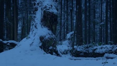 Akşam Karda Yaşlı Ağaç Kökü