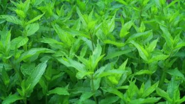 Nane Bitkisi Rüzgar Gibi Geçti