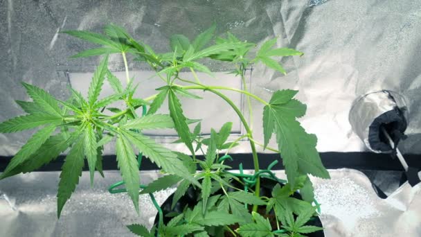 Cannabis Planta Crescer Tenda Slider Shot — Vídeo de Stock