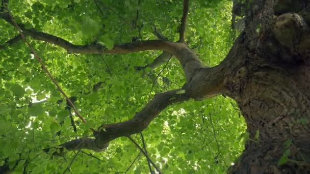 Tronc Arbre Auvent Dessus Tir Mouvement — Video