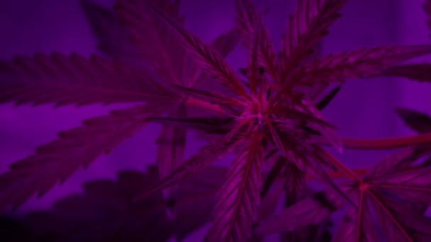 Cannabis Planta Floração Cabeça Sob Luz Led — Vídeo de Stock