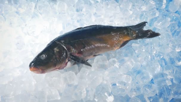 Велика Риба Льоду Свіже Лову — стокове відео