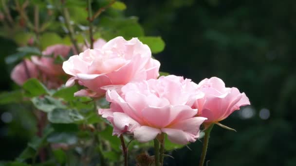 微风中美丽的玫瑰 — 图库视频影像