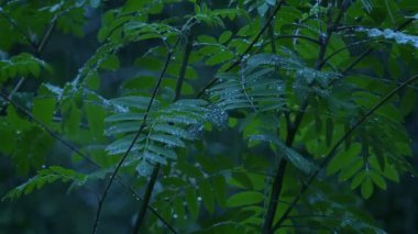 Akşamın geç saatlerinde yağmur damlayan bitkiler