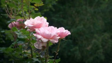 Bahçedeki Güller Açtı