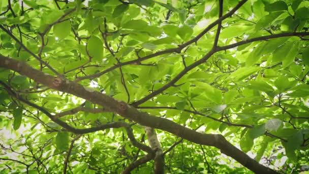 Egy Leveles Lombkoronája Alatt Napban — Stock videók