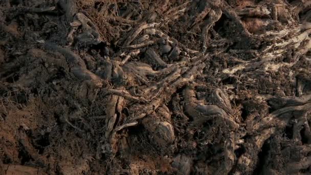 Нездешние Корни Tree Roots Rotting Shot — стоковое видео