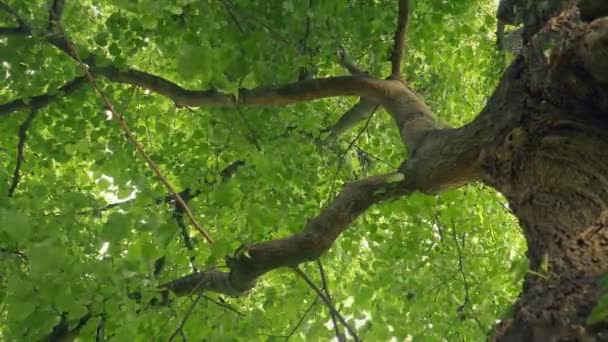 Κινούμενος Κάτω Από Δέντρο Καθώς Άνεμος Ανεβαίνει — Αρχείο Βίντεο