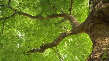 Güneşteki Yapraklı Ağaca Bakmak