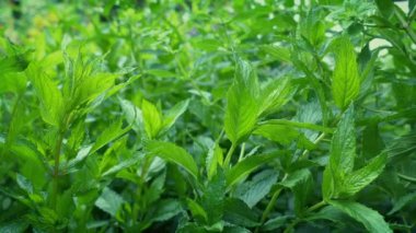 Bahçe Bitkilerine Taşınmak Makro Çekim