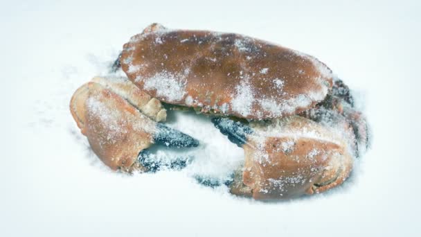 螃蟹海鲜包在冰块里 — 图库视频影像