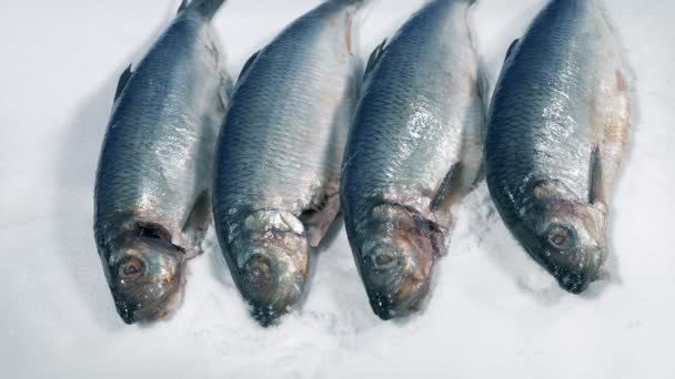 鱼类海鲜在冰上翻滚射击 — 图库视频影像