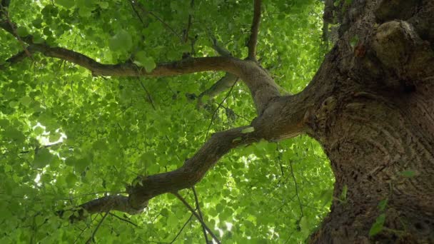 Haut Arbre Feuillu Dessus Brise — Video