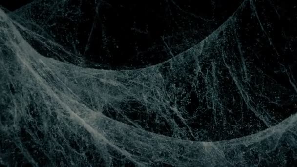在微风中移动的蜘蛛网的通过质量 — 图库视频影像