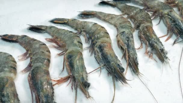 Crevettes Crues Crues Non Cuites — Video