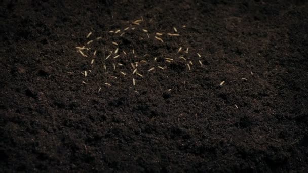 Tohumlar Toprağa Saçıldı — Stok video
