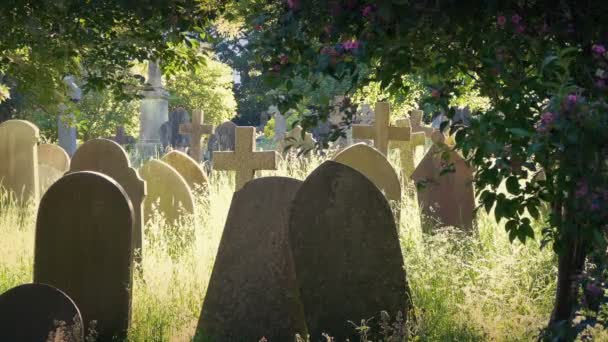 Tranquillo Vecchio Cimitero Con Alberi Fiori — Video Stock