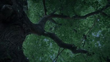 Ağaç Gövdesi ve Tepesi alacakaranlıkta