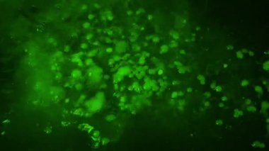 Yeşil Madde Sıvı ve Baloncuklara Atıldı