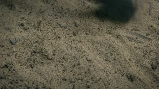 科学家清理化石残余物 — 图库视频影像
