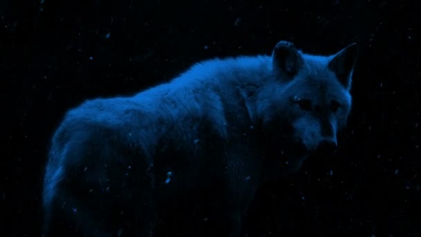 Ночью Волк Снегу — стоковое видео