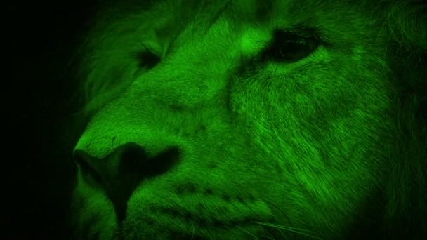 Nightvision Lion Mira Hacia Arriba Cámara — Vídeo de stock