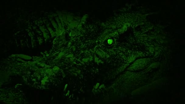 Crocodile Vision Nocturne Ouvre Bouche Avec Des Yeux Brillants — Video