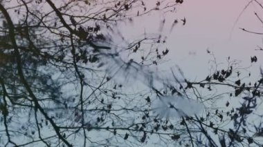 Yağmur Altında Havuzda Ağaç Yansıması