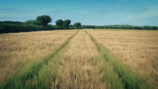 Campo Maíz Día Soleado Agricultura Agrícola — Vídeos de Stock