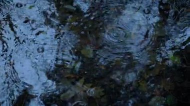 Karanlık çöktüğünde Orman Havuzu Yağmur Altında