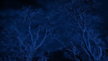 Bare Trees Move In The Wind In Moonlight