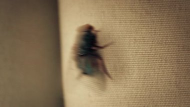 Fly Lands On Curtain And Walks Off