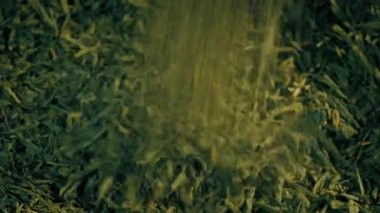 Green Tea Pours Into Pile Rotating