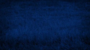 Grass In The Wind At Night