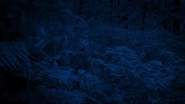 Man Walks Through Forest At Night 2 Shots