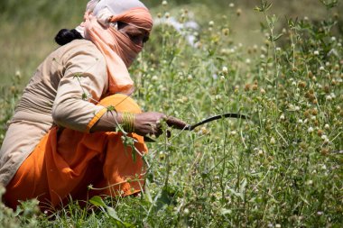 Dehradun, Uttarakhand / Hindistan - 10 Eylül 2020: Salgın nedeniyle tarlalarda çalışan bir kadın yüzünü örttü.