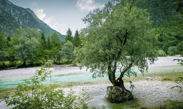 Jeden Strom Skále Řece Soča Slovinsko — Stock fotografie