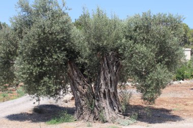 Geniş gövdesinde yeşil yapraklar olan yaşlı bir zeytin ağacı ikiye bölünmüştür.